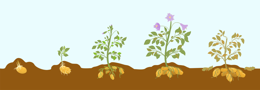 potato cultivation