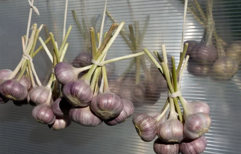 store garlic
