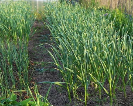 plant garlic