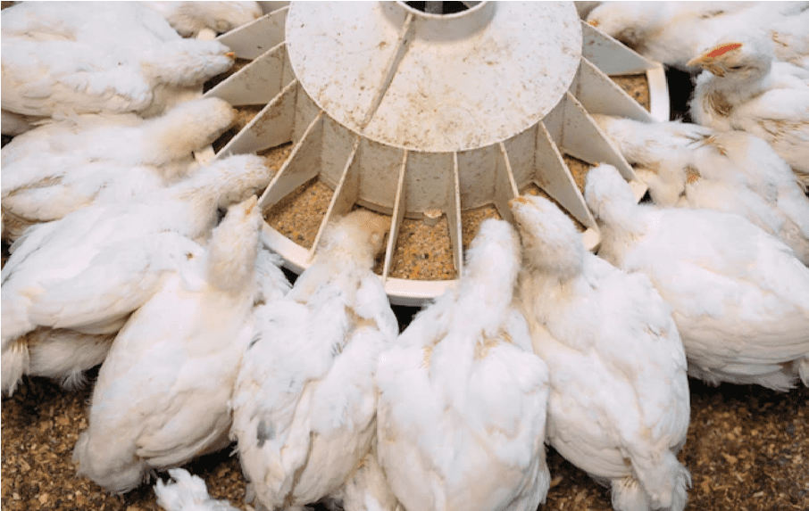 poultry feed