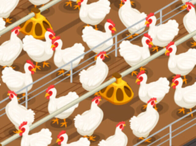 Poultry Isometric Background