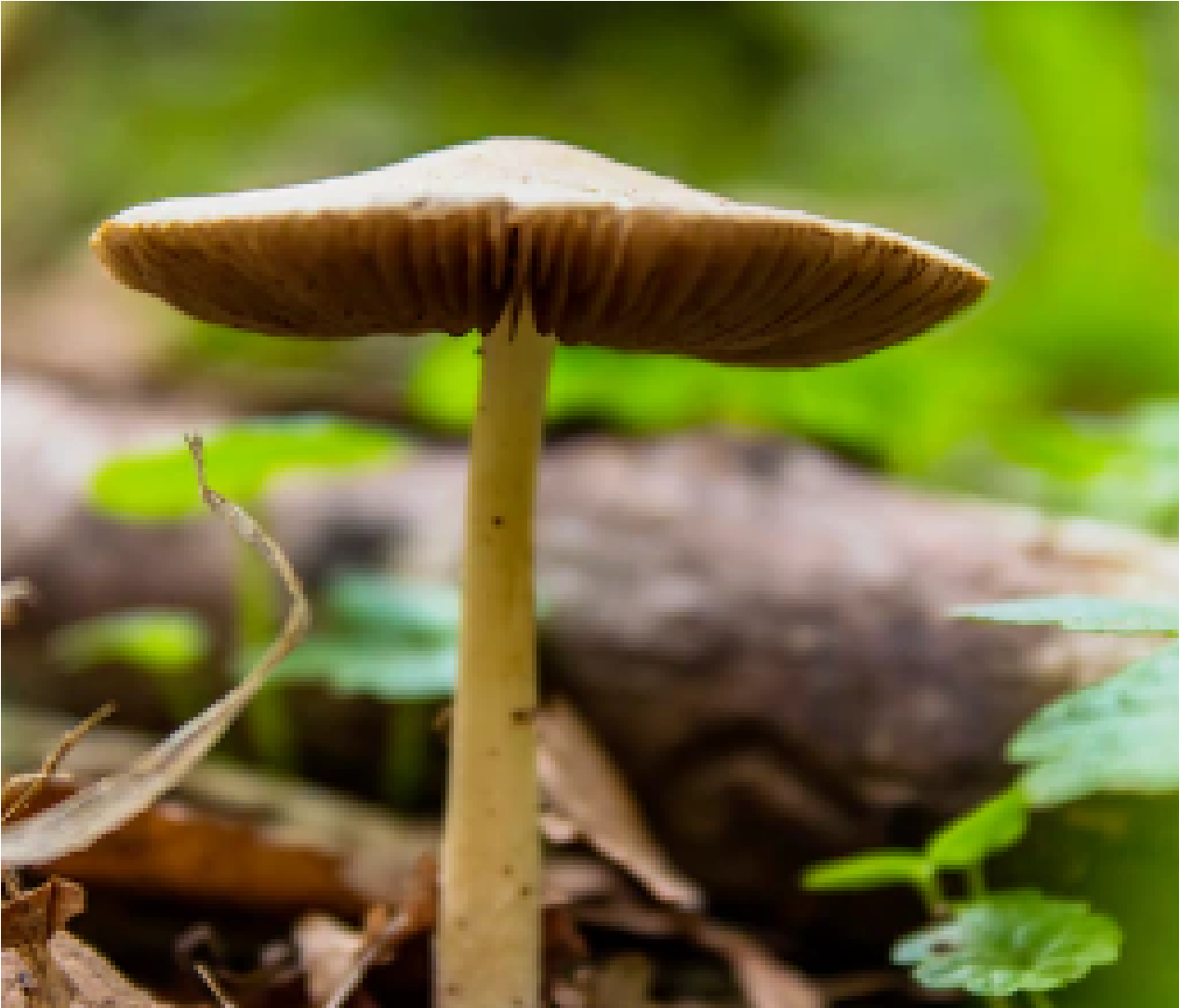 Mushroom