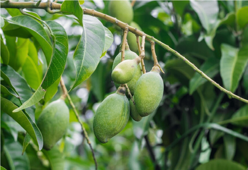 mango farm