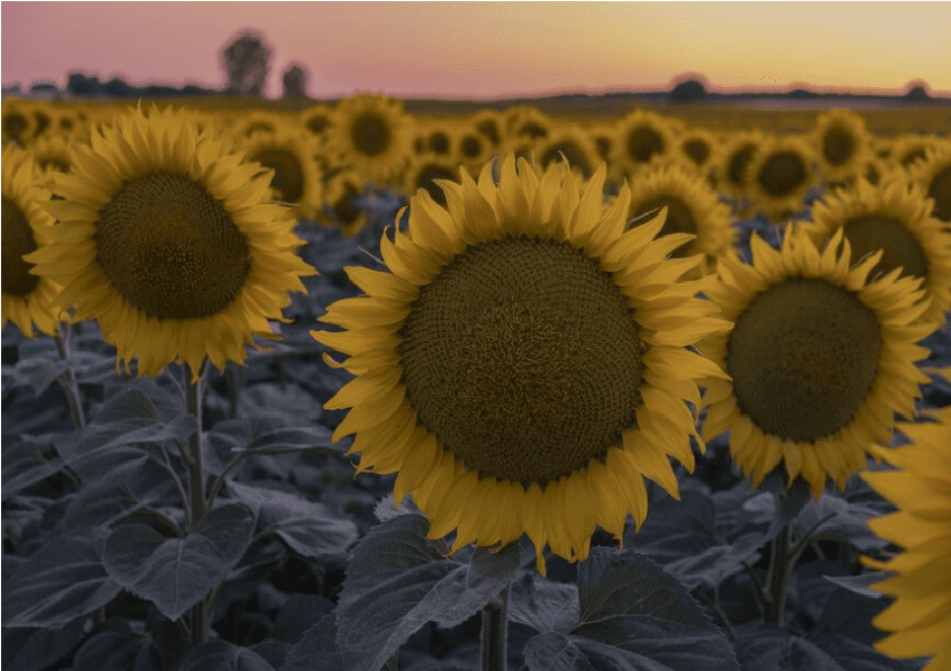 sunflower cultivation
