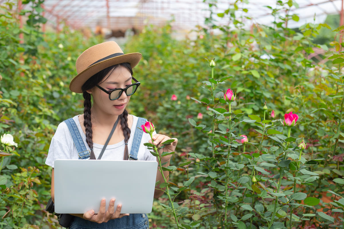 Rose farm