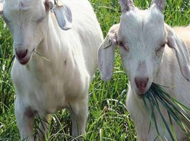 20_03_2021-goatnews_21482299
