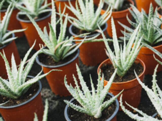 cropped-aloe-vera-plant-growing-brown-pots-1.jpg