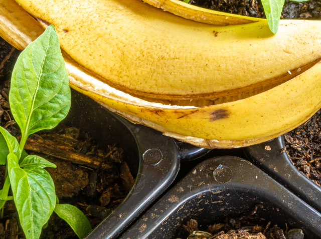 cropped-banana-peel-in-garden.png