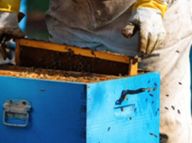 Beekeeper harvesting honey wearing protective clothing