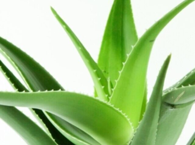 Closeup shot of a green aloe vera plant on a white background