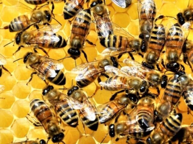 Closeup shot of a group of bees creating a honeybee full of delicious honey