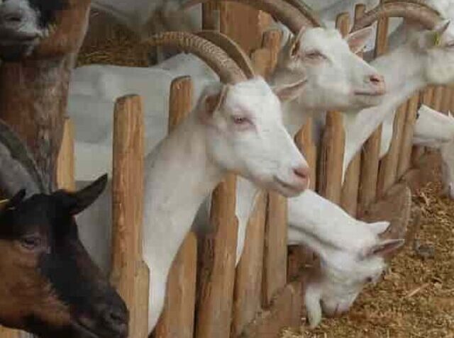 goat 3