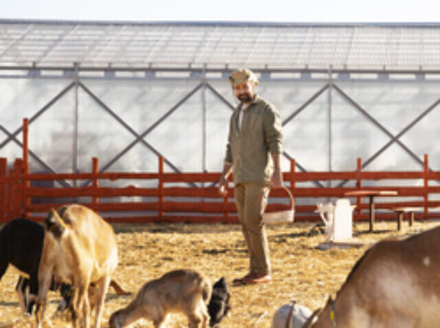cropped-goats-farm-sunny-day1.jpg