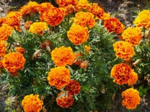 High angle closeup shot of orange Mexican marigold flowers in bushes near a street