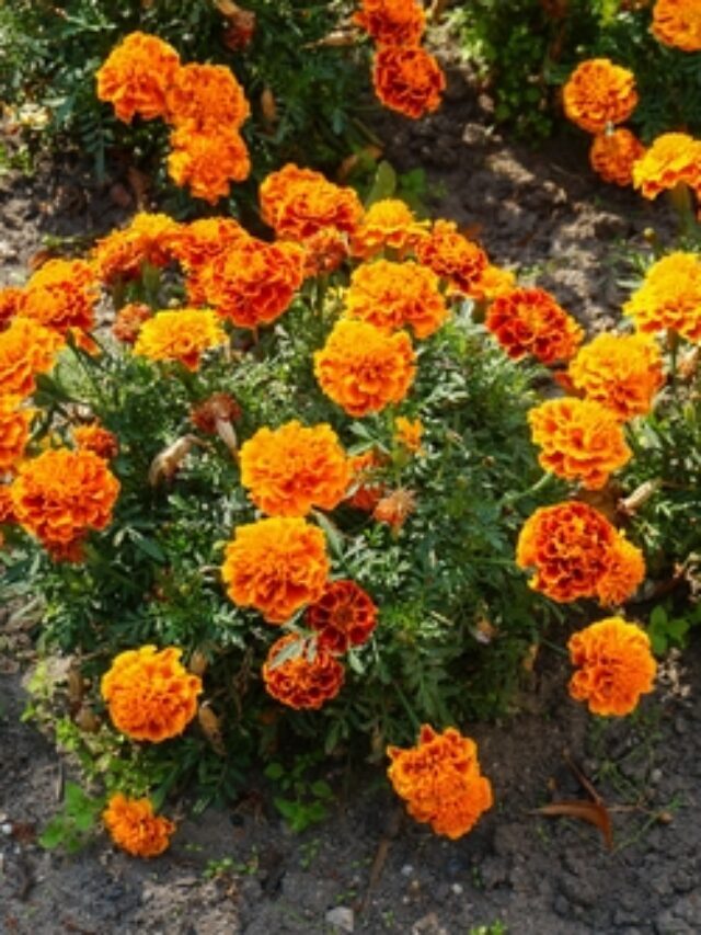 लोकप्रिय गेंदे की किस्में