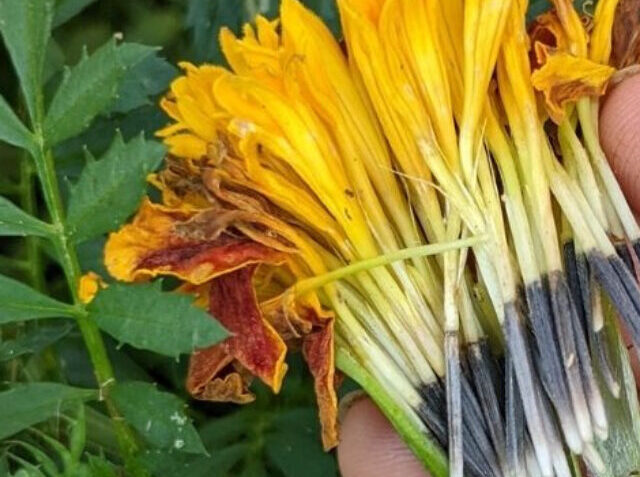 marigold-seeds-saving-FB
