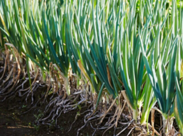 spring-onions (1)