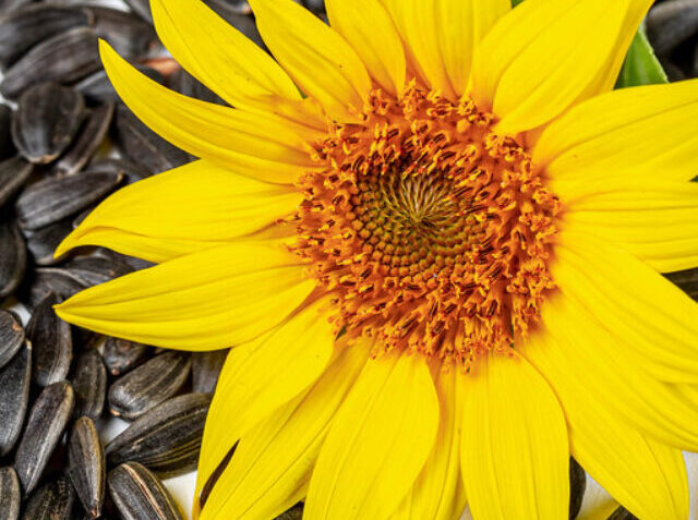 sunflower_seed