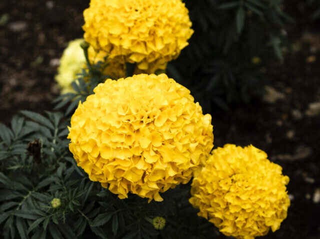 top-view-beautiful-yellow-flowers