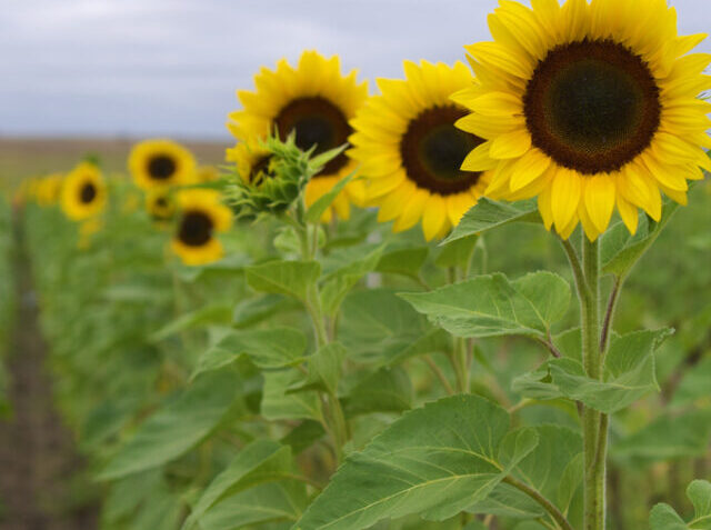 Vertical shot of blooming sunflower field - great for wallpaper