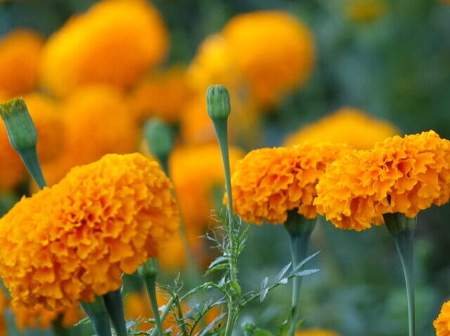 cropped-yellow-flower-with-background-yellow-flowers-out-focus-1.jpg