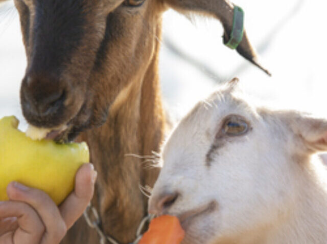 cropped-young-farmer-feeding-his-goats-vegetables-farm-1.jpg