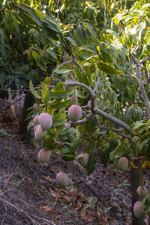 Mango plant