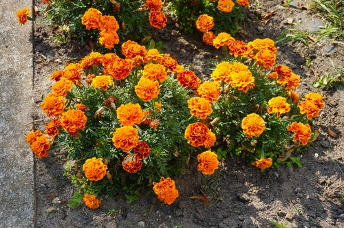 marigold