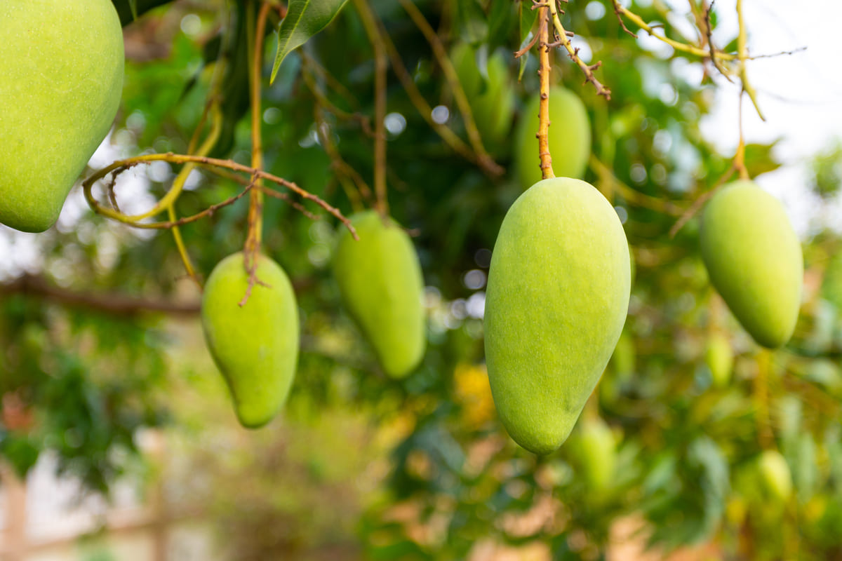 aam kheti