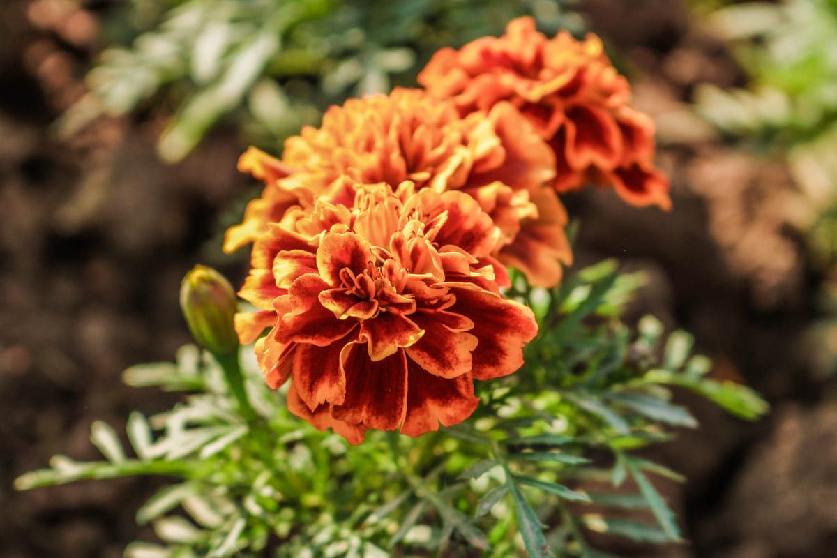 marigold farm