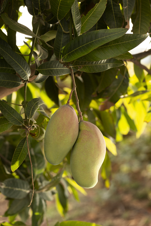 mango tree