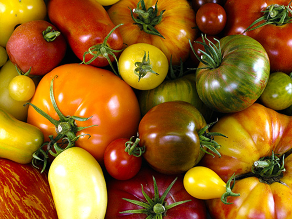 Tomato varieties