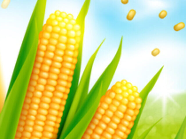 Sweet corn realistic vector advertising poste