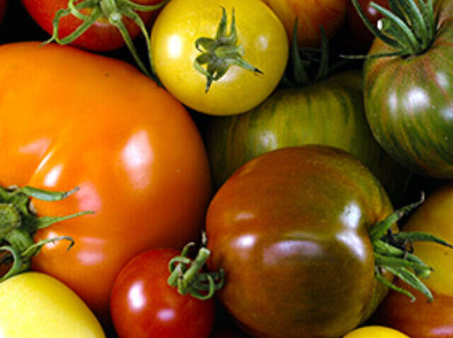 cropped-Great-Tomato-Tasting.jpg