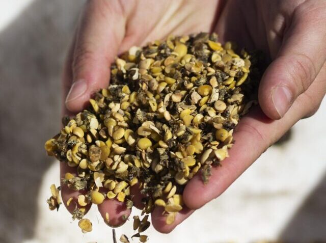 close-up-hands-holding-animal-food(1)