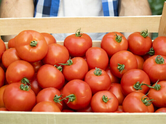 Close up view of wooden crate full of red tasty tomato vegetables.