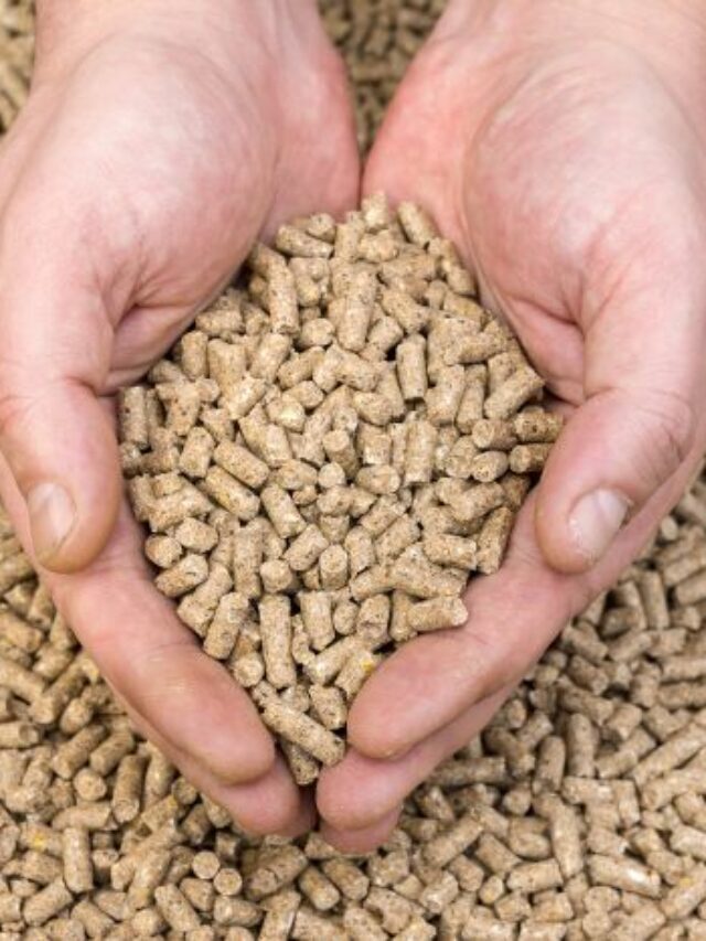पशु चारा (Animal Feed) निर्माण व्यवसाय की बाजार क्षमता: