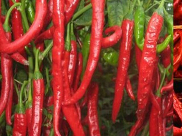 img-red-chilli-19
