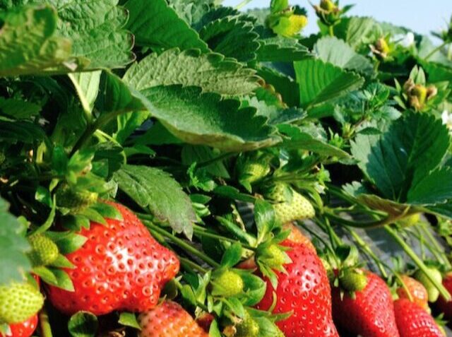 strawberry-varieties