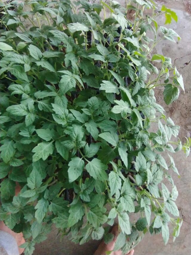 टमाटर नर्सरी प्रबंधन और प्रत्यारोपण कैसे करें ?