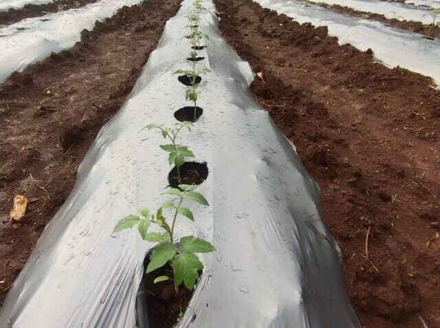 tomato2
