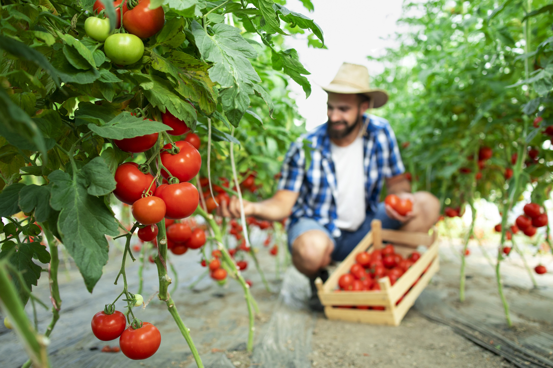 Tomato farming