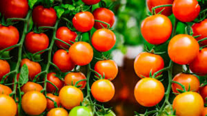 Tamatar ki kheti