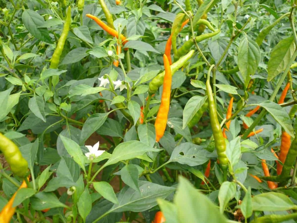 .mirch ki kheti