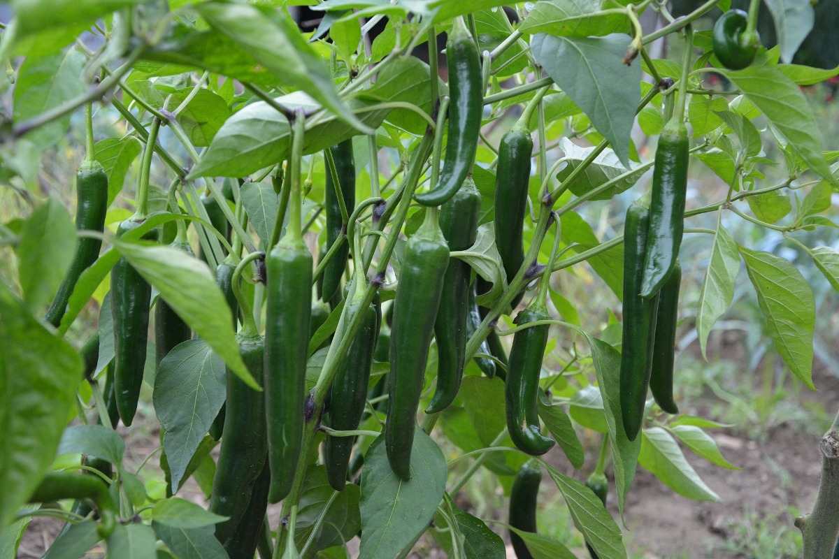 chilli farming