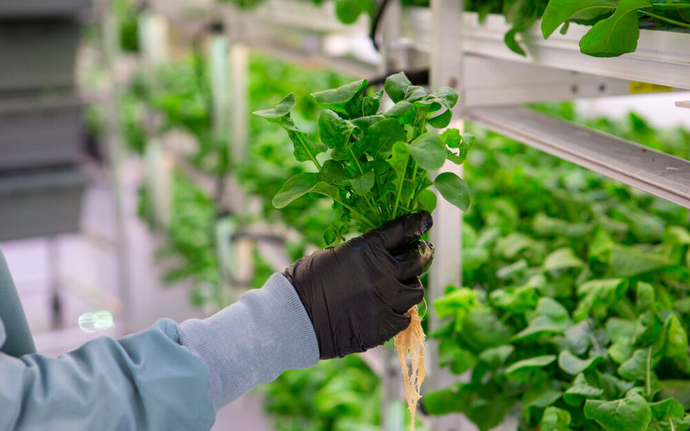 Hydroponics business