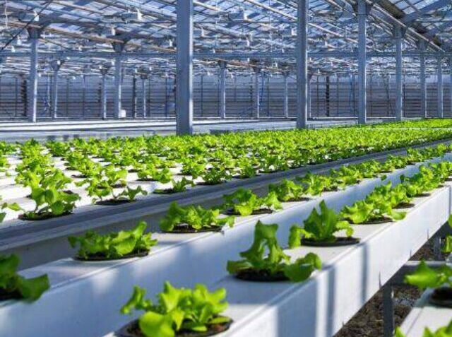 Inc.-Arabia-Hydroponics-1068x591