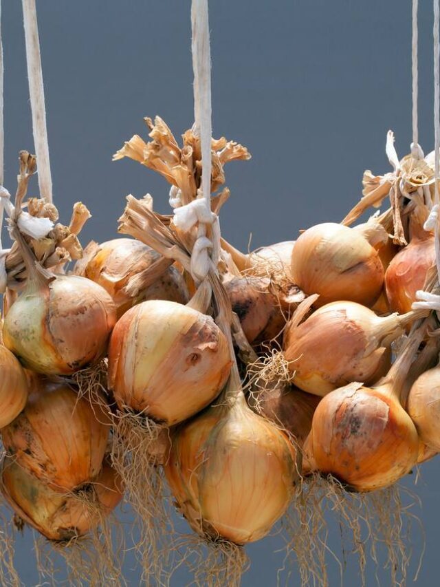 प्याज भंडारण (onion storage) कैसे करें?