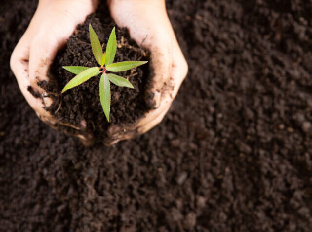 Child hands holding and caring a young green plant, Seedlings ar