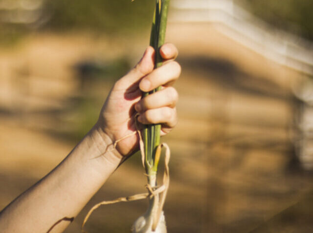close-up-hand-holding-spring-onion (1)